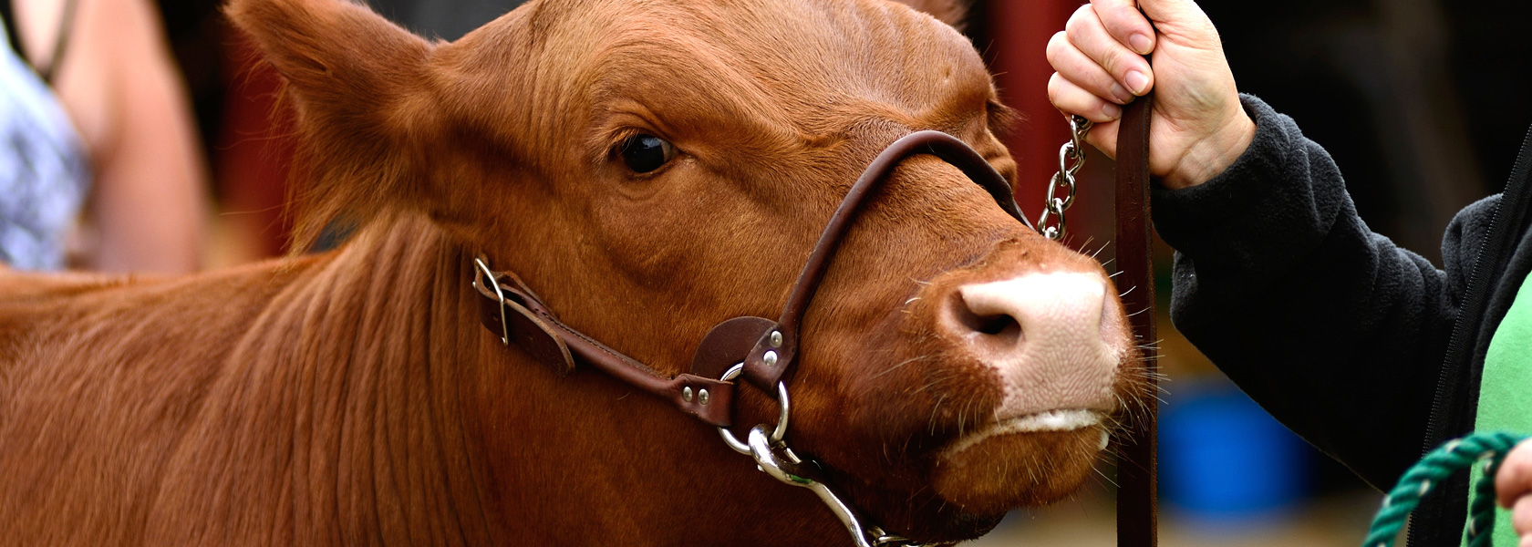 Livestock Judging